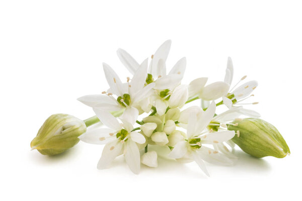 wild garlic flowers isolated on white background