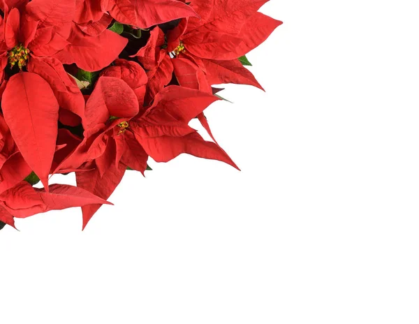 Poinsettia Bloemen Geïsoleerd Witte Achtergrond — Stockfoto