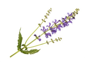Beyaz izole çayır adaçayı (Salvia pratensis)