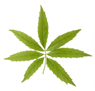 Beyaz izole yedi yapraklı toothwort (Cardamine heptaphylla)