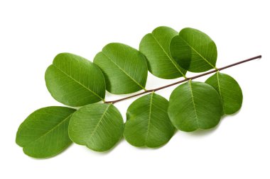 Beyaz izole mesane senna (Colutea arborescens)