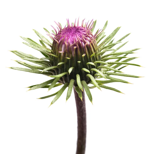 Flor Cardo Aislado Sobre Fondo Blanco —  Fotos de Stock