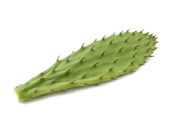 Cactus Leaf Isolated White — Stock Photo, Image