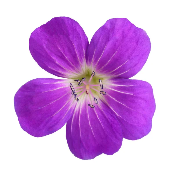 ahşap cranesbill (Sardunya sylvaticum) üzerinde beyaz izole