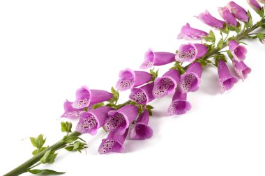 Beyaz arka plan üzerinde izole digitalis purpurea