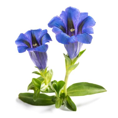 Gentiana çiçekleri (Gentiana acaulis) beyaz üzerine izole edilmiş