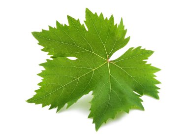 Beyaz arka plan üzerinde izole asma yaprağı