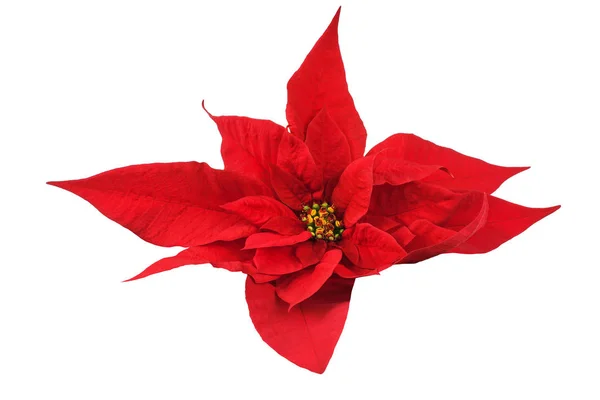 Flor Poinsettia Con Hojas Aisladas Sobre Fondo Blanco — Foto de Stock