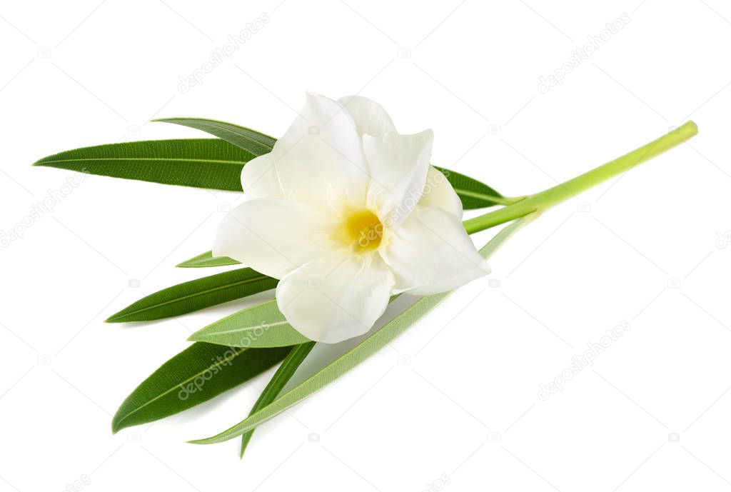White oleander flower isolated on white background