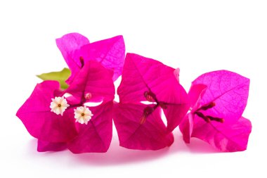 Beyaz arka planda izole Bougainvillea çiçekleri