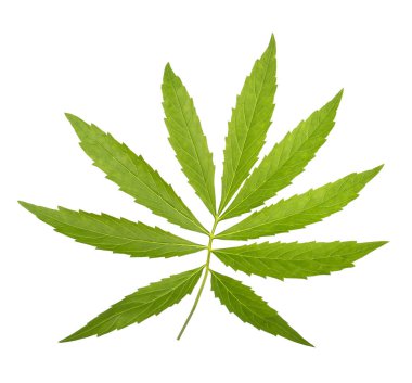 Beyaz izole dokuz yapraklı toothwort (Cardamine enneaphyllos)