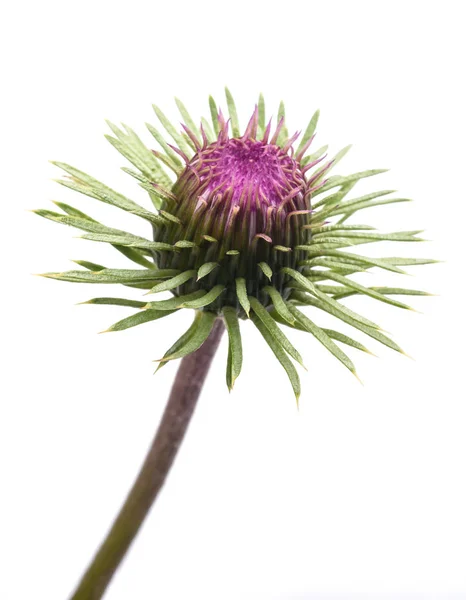 Flor Cardo Aislado Sobre Fondo Blanco — Foto de Stock