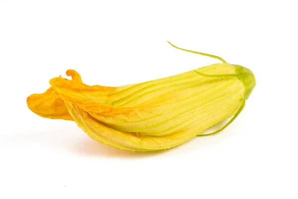 Squash Blossom Elszigetelt Fehér Background — Stock Fotó