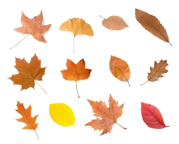 Diverse Gedroogde Bladeren Groep Geïsoleerd Wit — Stockfoto