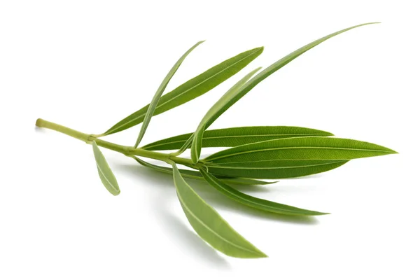 Oleander Branch Leaves Isolated White — Stock Photo, Image