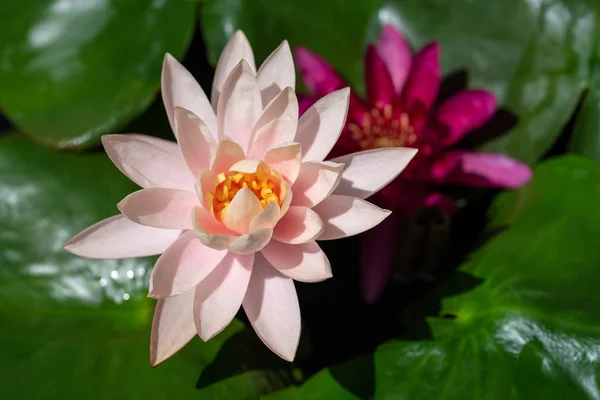 Water Lily Pond — Stock Photo, Image