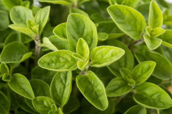 Friss Oregánó Origanum Vulgare Növény Háttér — Stock Fotó