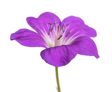 ahşap cranesbill (Sardunya sylvaticum) üzerinde beyaz izole