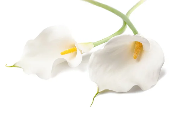 White Calla Lillies Isolated White Bud Full Bloom — Stock Photo, Image