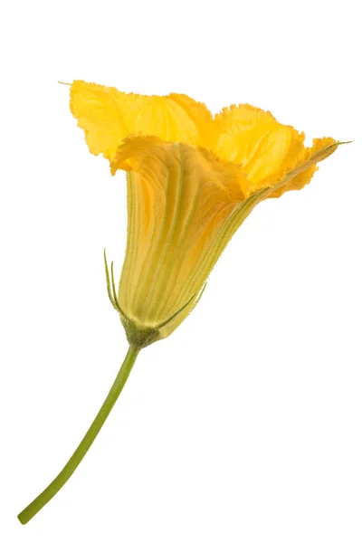 Flor Calabaza Aislada Sobre Fondo Blanco — Foto de Stock