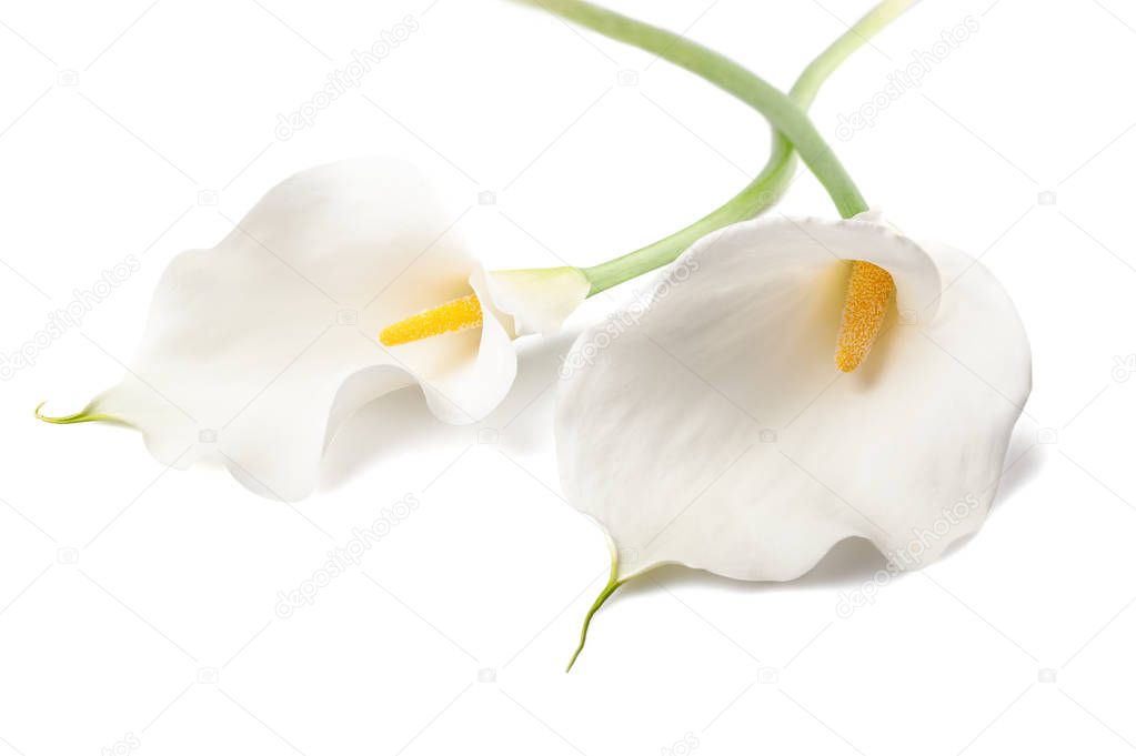White calla lillies, isolated on white. Bud and full-bloom