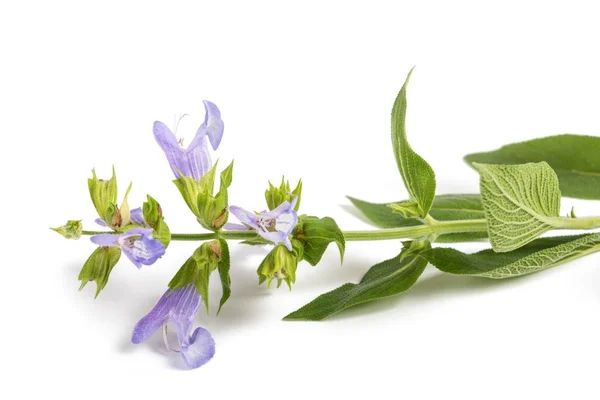 Salbei Mit Blüten Isoliert Auf Weißem Hintergrund — Stockfoto