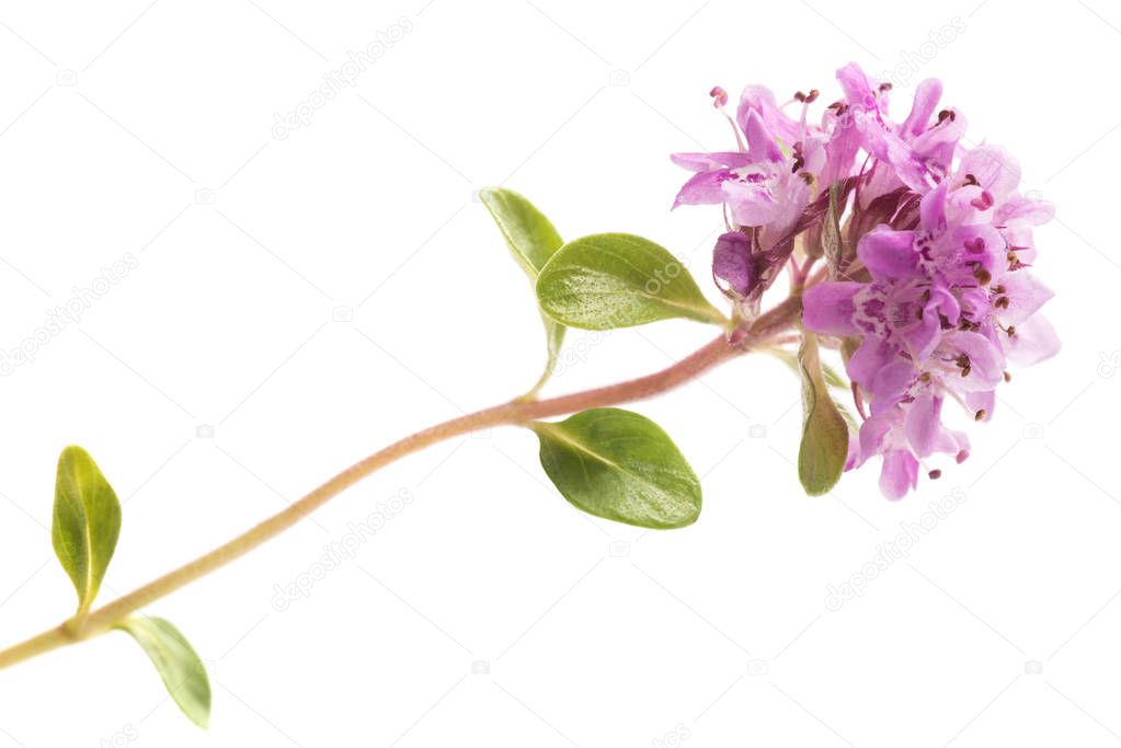 Breckland wild thyme flower isolated on white