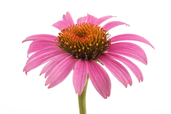 Coneflower Com Folhas Isoladas Sobre Fundo Branco — Fotografia de Stock