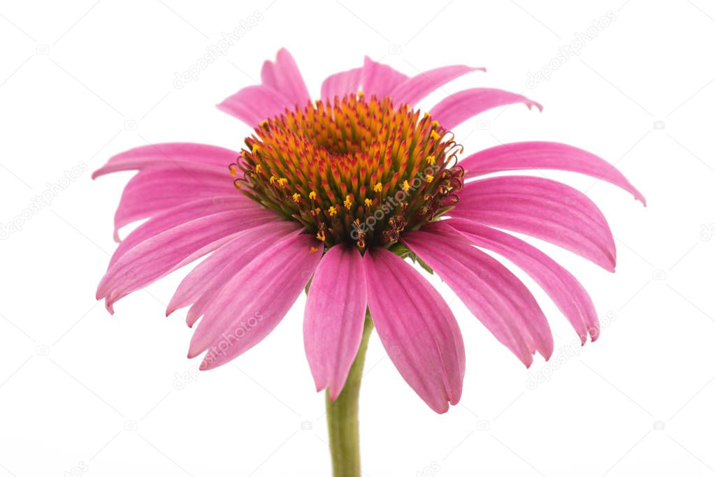 Coneflower with leaves  isolated on white background