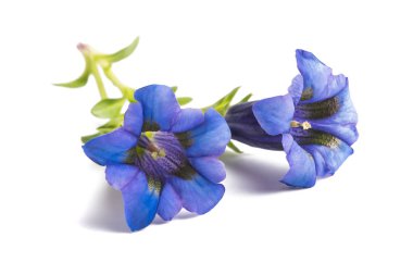 Gentiana çiçekleri (Gentiana acaulis) beyaz üzerine izole edilmiş