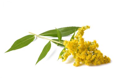  Uzun altın çubuk (Solidago gigantea) çiçekleri beyaz üzerine izole edilmiş.