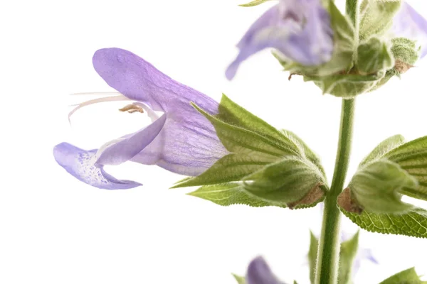 Salbei Mit Blüten Isoliert Auf Weißem Hintergrund — Stockfoto