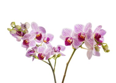 orkide çiçekleri beyaz zemin üzerine izole