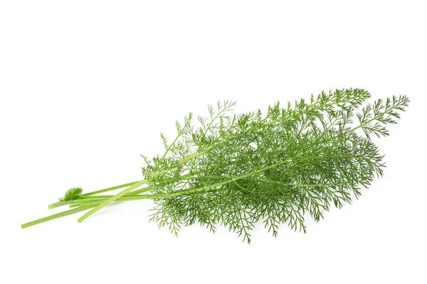 Fresh Wild Fennel Branch Isolated White Background — Stock Photo, Image