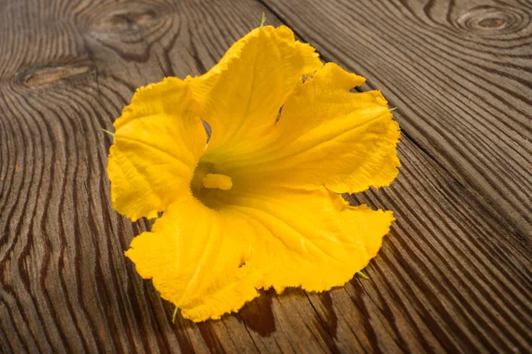 Kürbisblüte Auf Holz Hintergrund — Stockfoto