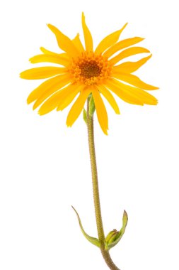 Beyaz arka plan üzerinde izole dağ arnica çiçek