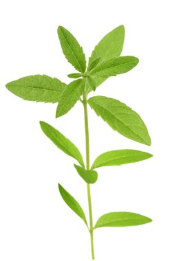 limon verbena beyaz arkaplanda izole