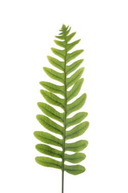 Beyaz arka plan üzerinde izole taze fern şube