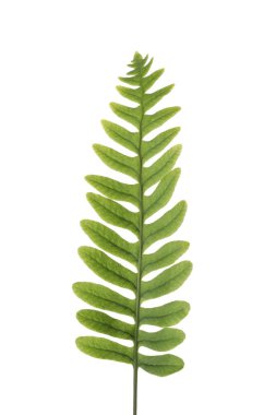 Fresh fern branch isolated on white background clipart