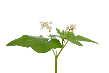 Beyaz arkaplanda karabuğday çiçekleri izole