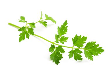 Beyaz arkaplanda izole edilmiş taze maydanoz filizi