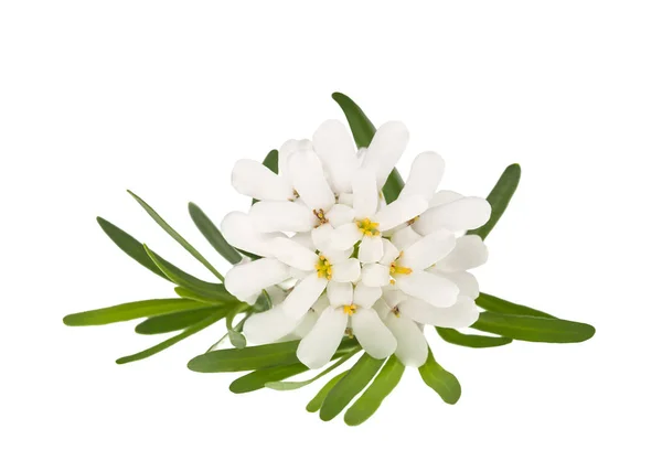 Iberis Sempervirens Bloemen Geïsoleerd Witte Achtergrond — Stockfoto