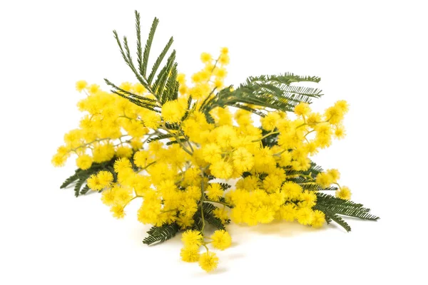 Rama Mimosa Wattle Plateado Aislada Sobre Fondo Blanco — Foto de Stock