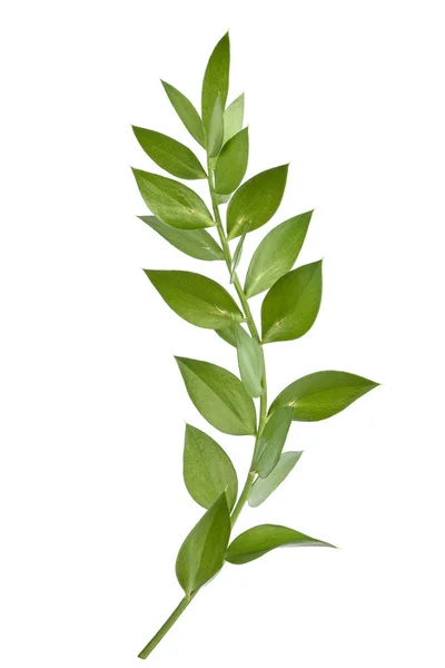 butcher's-broom branch isolated on white background