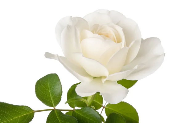 White Rose Flower Isolated White Background — Stock Photo, Image