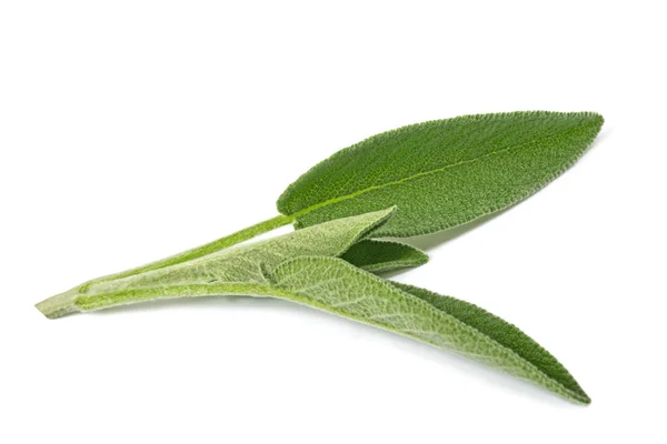 Salvia Fresca Isolata Sfondo Bianco — Foto Stock