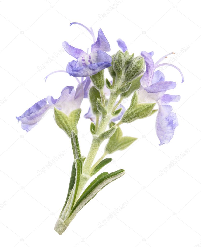 Rosemary  flowers isolated on white background
