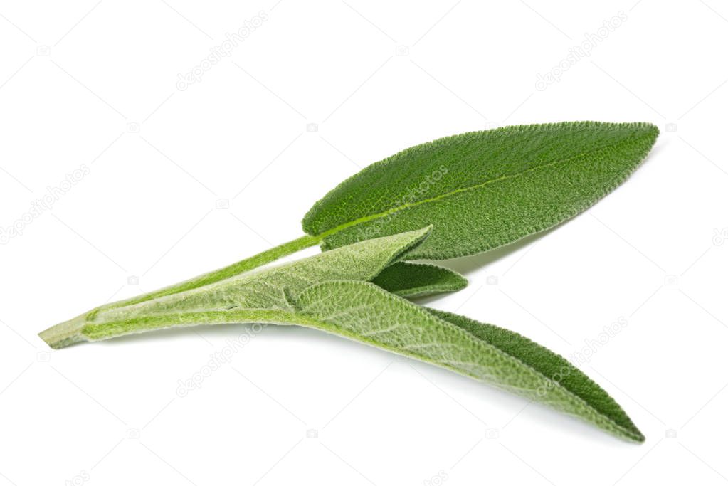 Fresh sage  isolated on white background