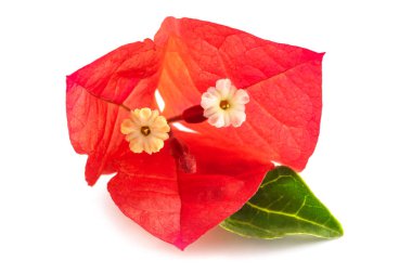 bougainvillea çiçeği beyaz arkaplanda izole edilmiş