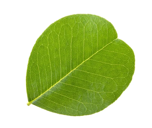 Feuille Senné Vessie Isolée Sur Blanc — Photo